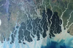 A satellite image of the rivers and mangroves of the sundarbans