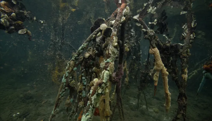 Mangrove roots provide support for filter-feeders like mussels, oysters, and barnacles.