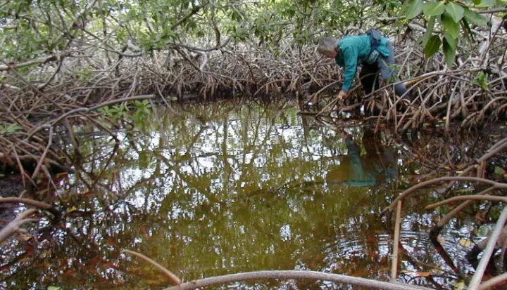 Dr. Candy Feller standing knee deep in a mangrove forest.