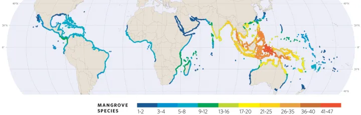 A map of mangrove species around the world