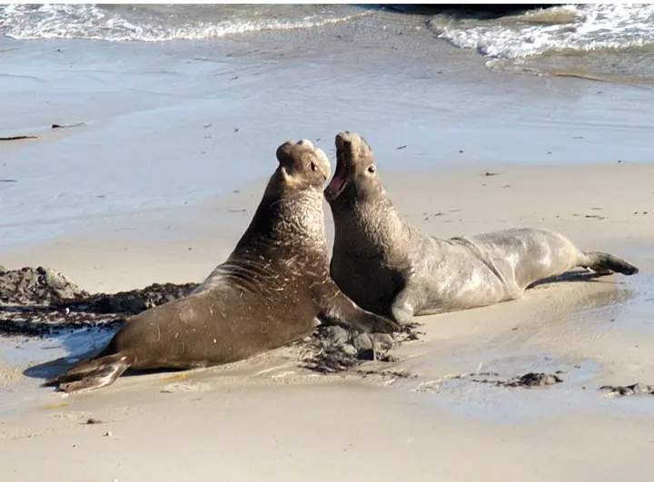 Male northern elephant seals face off for the best beach territory for mating season.