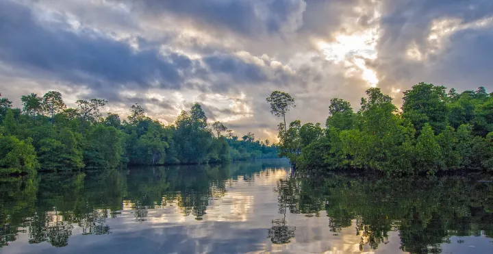 A mangrove forest at dusk